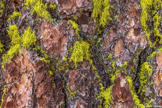 Pine Tree Bark
