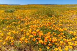 Poppies in Bloom