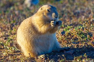 Prairie Dog Eating
