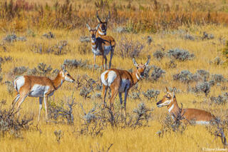 Pronghorn Antelopes