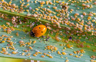 Prowling Lady Bug