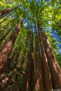 Purisima Creek Redwoods