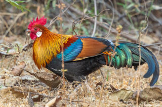 Red Junglefowl India