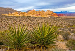 Red Rock View