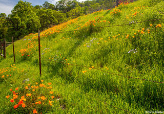 Roadside Poppies
