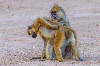 Ruaha-Baboons Scratching