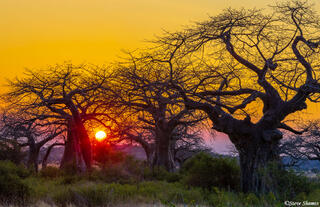 Ruaha-Baobab Sunset