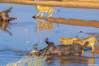Ruaha-Cape Buffalo Feast