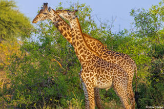 Ruaha-Loving Giraffes