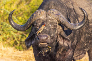 Ruaha-Oxpecker on Cape Buffalo