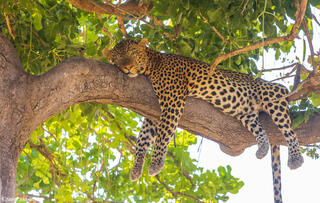 Ruaha-Sleeping Leopard