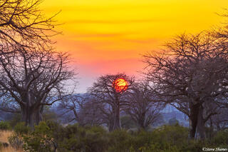 Ruaha-Sun in the Tree