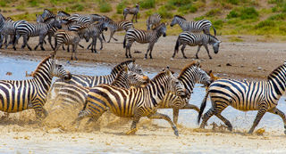 Running Zebras