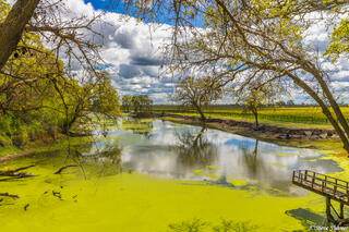 Rural Springtime Yolo County