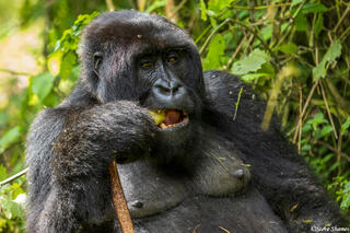 Rwanda Mountain Gorilla