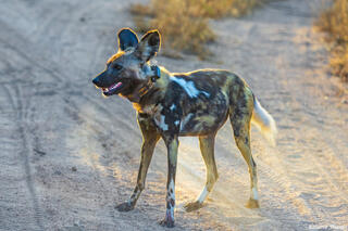 Sabi Sand-African Wild Dog