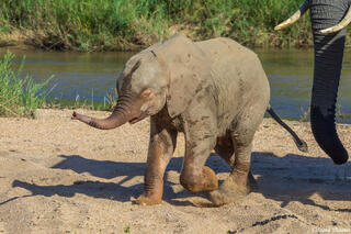 Sabi Sand-Baby Elephant