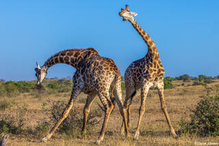 Sabi Sand-Giraffes Necking