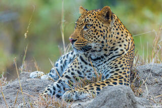Sabi Sand-Leopard