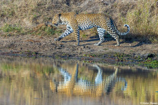 Sabi Sand-Leopard Reflection