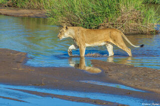Sabi Sand-Lioness Crossing River