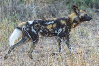Sabi Sand-Painted Wolf