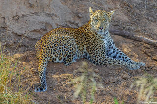 Sabi Sand-Resting Leopard