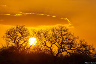 Sabi Sand-Sunset Through Trees