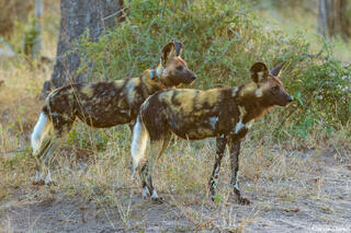 Sabi Sand-Wild Dogs