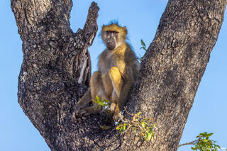 Sabi Sands-Baboon
