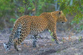 Sabi Sands-Leopard Walking