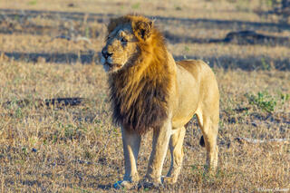 Sabi Sands-Lion
