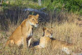 Sabi Sands-Lionesses