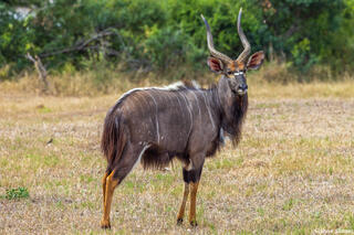 Sabi Sands-Nyala