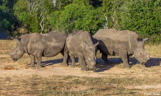 Sabi Sand-Three Rhinos