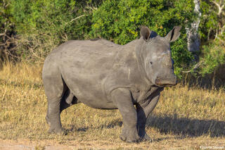 Sabi Sand-White Rhino
