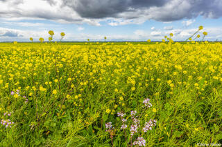 Sacramento County Wild Mustard
