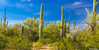 Saguaro Desert Scene
