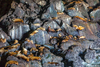 Sea Lion Caves, Oregon