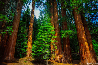 Sequoia Grove