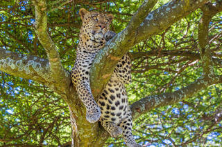 Serengeti--African Leopard in Tree