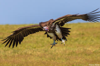 Serengeti--African Vulture
