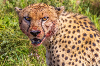 Serengeti--Bloody Faced Cheetah