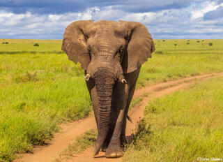 Serengeti--Bull Elephant Coming at You