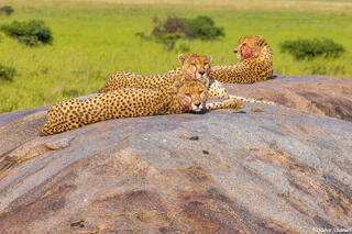 Serengeti--Cheetah Brothers Rock