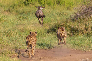 Serengeti--Cheetah Chase