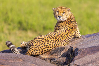 Serengeti--Cheetah Looking