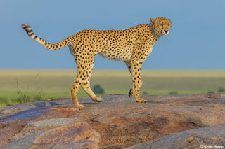 Serengeti--Cheetah Standing on Rock