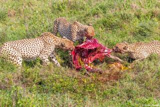 Serengeti--Cheetah Tug of War