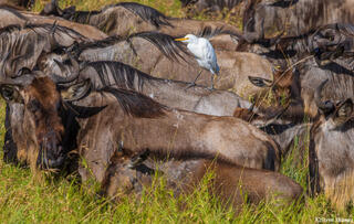 Serengeti--Egret Riding Herd